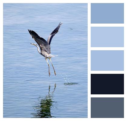 Water Grey Heron Bird Image